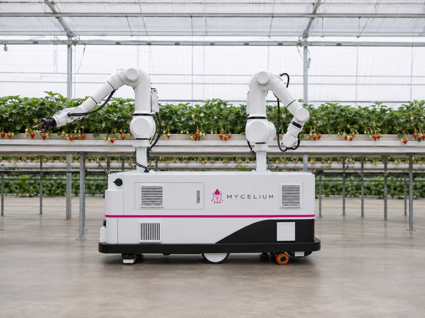 Robot Mycelium Harvest Twin a doppio braccio al lavoro su una coltura di fragole in serra, con i due bracci su filari sospesi